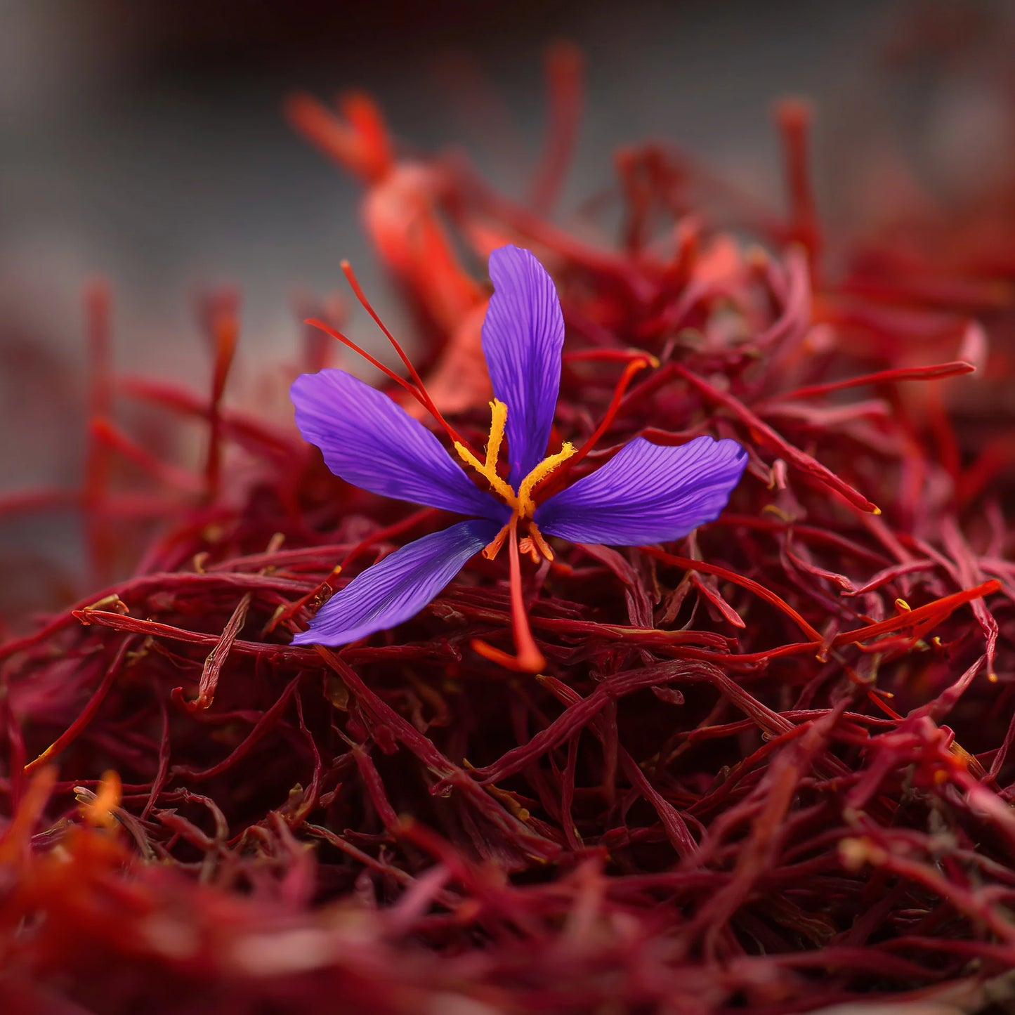 Saffron